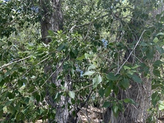 Populus × hinckleyana