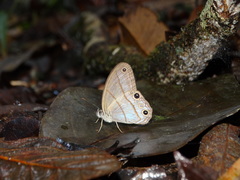 Amiga arnaca