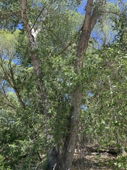Populus × hinckleyana