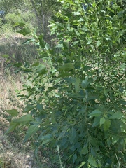 Populus × hinckleyana