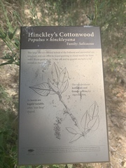 Populus × hinckleyana