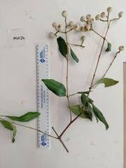 Syzygium hemilamprum