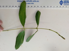 Syzygium hemilamprum