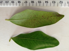 Syzygium hemilamprum