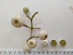 Syzygium hemilamprum