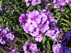 Phlox paniculata