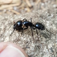 Camponotus laevissimus