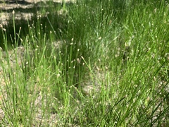 Eleocharis parishii