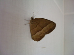 Capronnieria galesus