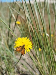 Thymelicus sylvestris