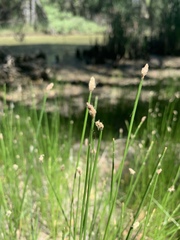 Eleocharis parishii