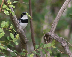 Batis molitor molitor