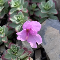 Epilobium nankotaizanense