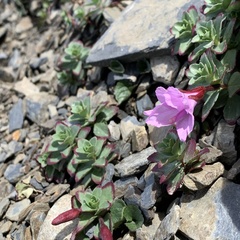 Epilobium nankotaizanense