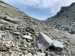 Epilobium nankotaizanense