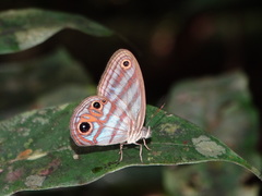 Chloreuptychia herseis