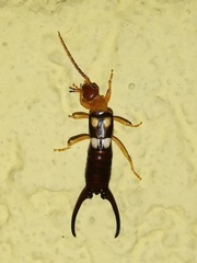 Forficula smyrnensis