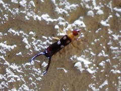 Forficula smyrnensis