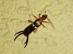 Forficula smyrnensis