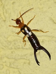 Forficula smyrnensis