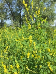 Melilotus officinalis