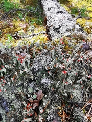 Cladonia borealis