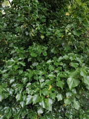 Hedera helix