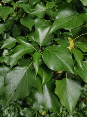 Hedera helix