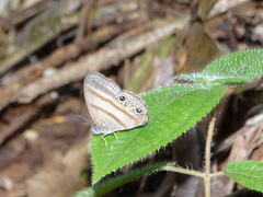 Cissia terrestris