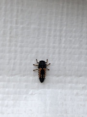 Harmonia axyridis
