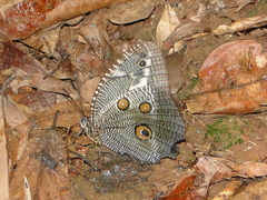 Dasyophthalma creusa