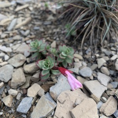 Epilobium nankotaizanense