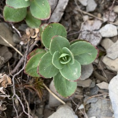 Epilobium nankotaizanense