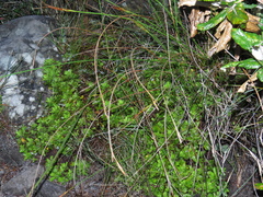 Osmitopsis dentata