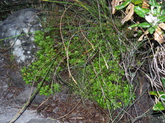 Osmitopsis dentata