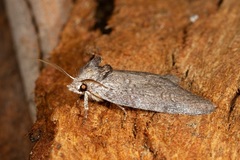 Hobartina amblyiodes
