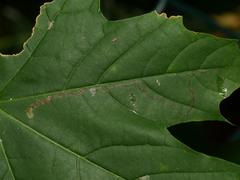 Stigmella aceris