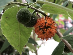 Broussonetia papyrifera