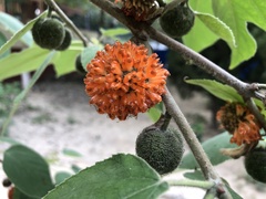 Broussonetia papyrifera