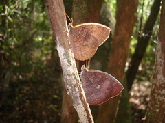 Godartiana muscosa