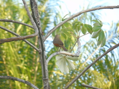 Turdus rufiventris