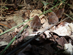 Forsterinaria quantius