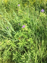 Geranium pratense