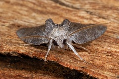 Hobartina amblyiodes