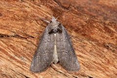 Hobartina amblyiodes