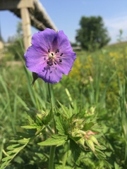 Geranium pratense