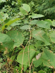 Reynoutria × bohemica