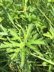 Geranium pratense
