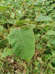 Reynoutria × bohemica