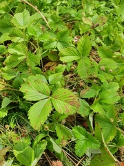 Fragaria viridis